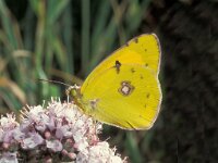 Colias myrmidone 3, Bremvlinder, male, Saxifraga-Frits Bink