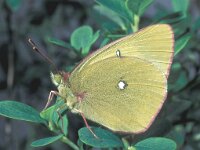 Colias palaeno 2, Veenluzernevlinder, male, Saxifraga-Frits Bink