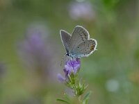 Cupido argiades 7, Staartblauwtje, Saxifraga-Arthur van Dijk