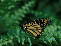 Danaus plexippus 3, Monarchvlinder, Vlindersticting-Harm Smeenk