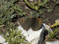 Erebia cassioides 5, Gewone glanserebia, male, Saxifraga-Jan van der Straaten