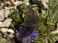 Erebia cassioides 7, Gewone glanserebia, male, Saxifraga-Jan van der Straaten