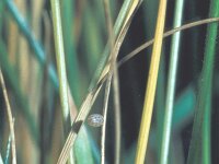 Erebia epiphron 2, Bergerebia, eggs, Saxifraga-Frits Bink