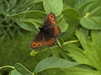 Erebia meolans 10, Donkere erebia, Saxifraga-Jan van der Straaten