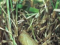 Erebia meolans 7, Donkere erebia, pupa, in leaf litter, Saxifraga-Frits Bink