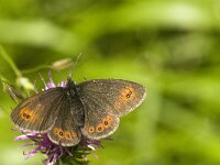 Erebia oeme 11, Bontoogerebia, female, Saxifraga-Jan van der Straaten