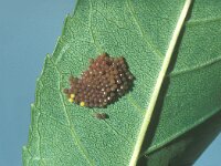 Euphydryas maturna 2, Roodbonte parelmoervlinder, Saxifraga-Frits Bink