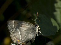Favonius quercus 18, Eikenpage, Vlinderstichting-Henk Bosma