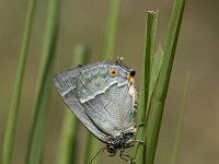Favonius quercus 19, Eikenpage, Vlinderstichting-Henk Bosma