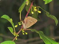 127_06, Eikepage : Eikepage, Neozephyrus quercus, Purple Hairstreak