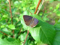 Favonius quercus 9, Eikenpage, male, Vlinderstichting-Henk Bosma