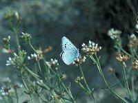 Glaucopsyche alexis 19, Bloemenblauwtje, Saxifraga-Jan van der Straaten