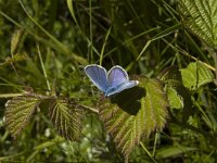 Glaucopsyche alexis 2, Bloemenblauwtje, Saxifraga-Marijke Verhagen