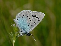 Glaucopsyche alexis 6, Bloemenblauwtje, Vlinderstichting-Kars Veling