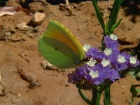 Gonepteryx cleopatra 2, Cleopatra, male, Vlinderstichting-Henk Bosma
