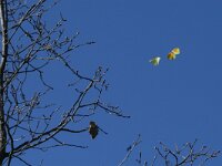 Gonepteryx cleopatra 8, Cleopatra, display, Saxifraga-Kars Veling
