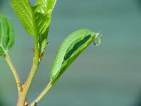 Gonepteryx rhamni 2, Citroenvlinder, Vlinderstichting-Henk Bosma