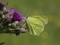 Gonepteryx rhamni 21, Citroenvlinder, Vlinderstichting-Henk Bosma
