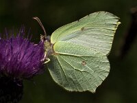 Gonepteryx rhamni 30, Citroenvlinder, Saxifraga-Jan van der Straaten