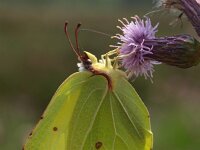 Gonepteryx rhamni 39, Citroenvlinder, Saxifraga-Rudmer Zwerver