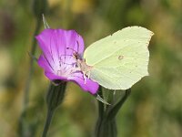 Gonepteryx rhamni 58, Citroenvlinder, Saxifraga-Peter Meininger