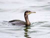 Gulosus aristotelis 15, Kuifaalscholver, Saxifraga-Bart Vastenhouw