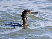 Gulosus aristotelis 17, Kuifaalscholver, Saxifraga-Bart Vastenhouw