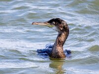 Gulosus aristotelis 19, Kuifaalscholver, Saxifraga-Bart Vastenhouw