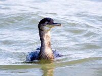 Gulosus aristotelis 20, Kuifaalscholver, Saxifraga-Bart Vastenhouw