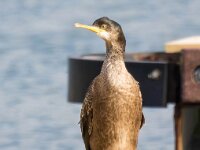 Gulosus aristotelis 28, Kuifaalscholver, Saxifraga-Bart Vastenhouw