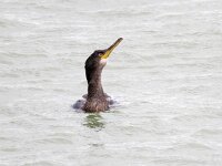 Gulosus aristotelis 3, Kuifaalscholver, Saxifraga-Bart Vastenhouw