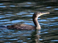 Gulosus aristotelis 5, Kuifaalscholver, Saxifraga-Bart Vastenhouw
