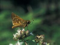 Hesperia comma 12, Kommavlinder, Vlinderstichting-Kars Veling