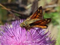 Hesperia comma 35, Kommavlinder, Saxifraga-Hans Dekker