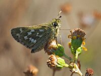 Hesperia comma 40, Kommavlinder, Saxifraga-Hans Dekker