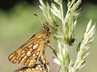 Heteropterus morpheus 11, Spiegeldikkopje, Saxifraga-Rutger Barendse