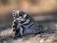 Hipparchia fidia 5, Gestreepte heivlinder, Vlinderstichting-Kars Veling