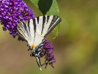 Iphiclides podalirius 105, Koningspage, Saxifrga-Jan Nijendijk