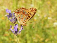 Issoria lathonia 47, Kleine parelmoervllinder, Saxifraga-Kars Veling