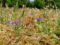 Issoria lathonia 7, Kleine parelmoervlinder, Saxifraga-Rudmer Zwerver