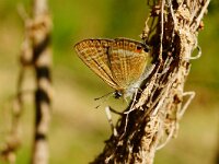Lampides boeticus 21, Tijgerblauwtje, Saxifraga-Joep Steur