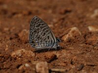 Leptotes pirithous 3, Klein tijgerblauwtje, Vlinderstichting-Chris van Swaay