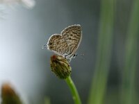 Leptotes pirithous 4, Klein tijgerblauwtje, female, Saxifraga-Arthur van Dijk