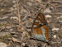 Limenitis populi 13, Grote ijsvogelvlinder, Saxifraga-Jan van der Straaten