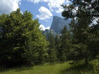 Lopinga achine 27, Boszandoog, habitat, Saxifraga-Jan van der Straaten