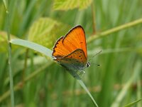 GRNCAR. LYCAENA DISPAR.MANNETJE.