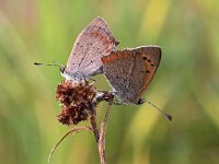 Lycaena phlaeas 26, Kleine vuurvlinder, Saxifraga-Hans Dekker