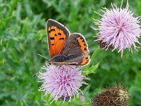 Lycaena phlaeas 68, Kleine vuurvlinder, Saxifraga-Hans Dekker