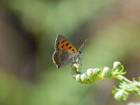 Lycaena phlaeas ssp phlaeoides 41, Saxifraga-Arthur van Dijk