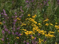 Lycaena thersamon 2, Oostelijke vuurvlinder, habitat, Vlinderstichting-Kars Veling